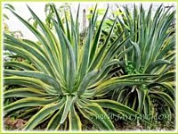 Plant List