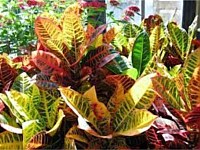 Plant List