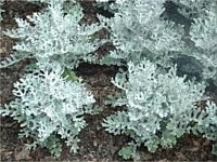 Plant List