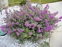Plant List