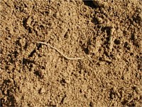 Sands and Soils