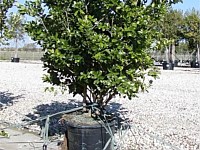Tree List