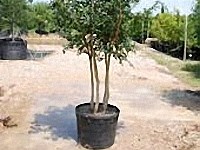 Tree List